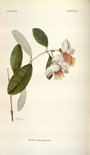 Feijoa sellowiana