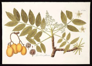 Spondias dulcis Foster & Forster f. [as Spondias cytherea Sonn.]