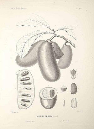 Asimina triloba (L.) Dunal