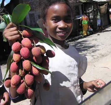 Litchi chinensis Sonn.