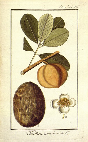 Mammea americana L.