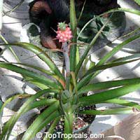 Ananas comosus, Pineapple, Pina