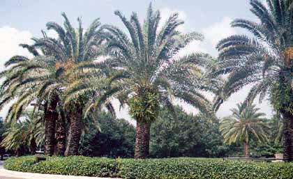 Canary Island Dates Need no Pruning