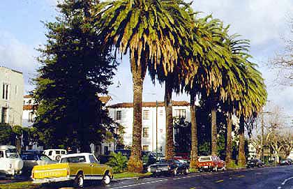 Canary Island dates could use pruning