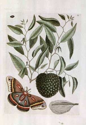 Annona reticulata L.