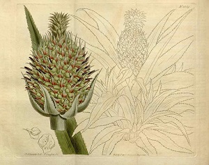 Ananas comosus (L.) Merr. [as Bromelia ananas L.]