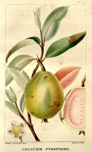 Psidium guajava L.