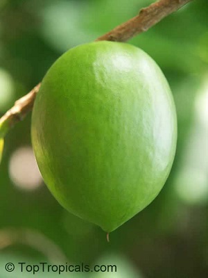 Abiu Unripe