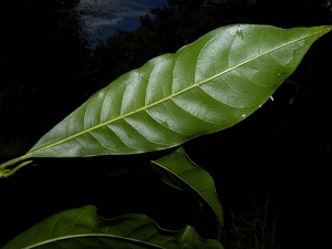 Underside of leaf