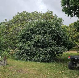 Cultivated Achacha tree