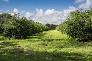 The Achacha plantation