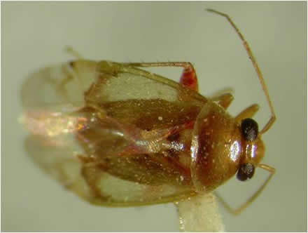 Adult of an avocado mirid, Dagbertus fasciatus