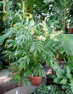 Botanical specimen in the Lyman Plant House, Smith College, Northampton, Massachusetts, USA