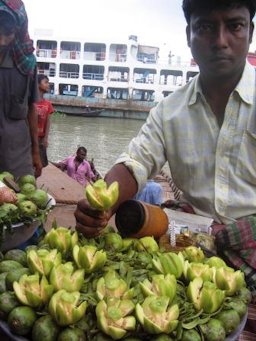 Picture shows the fruit of Spondias dulcis with its characteristic fibrous pit (The fruit is not Spondias mombin which lacks these radial fibers).