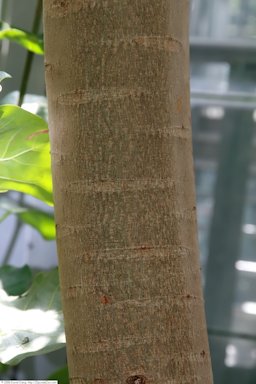 United States Botanic Garden, Spondias dulcis