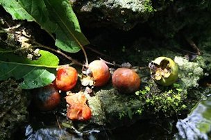 The American Persimmon