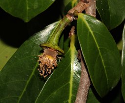 Annona montana