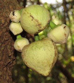 Mountain Soursop, Annona montana