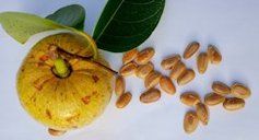 Pond apple fruit and seeds