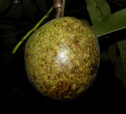 Annona glabra