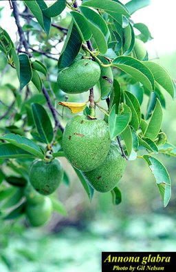 Annona glabra