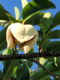 Pond Apple, Annona glabra., Naples, Fl