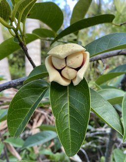 Pond Apple, Annona glabra, Turtle Island, Naples, FL, USA