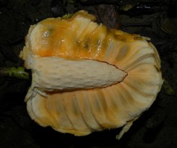 Annona glabra L.