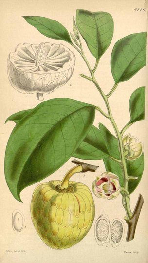 Annona palustris L., Annona glabra L.