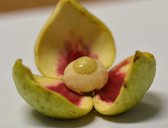 Annona glabra