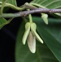 Annona reticulata L., Nicaragua