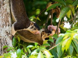 wo Grizzled Giant Squirrel (Ratufa macroura) eating custard apple (Annona reticulata)