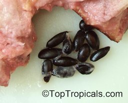 Custard apple seeds