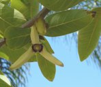 Annona cherimola, San Diego