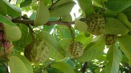 Cherimoya Annona cherimola. Mexico