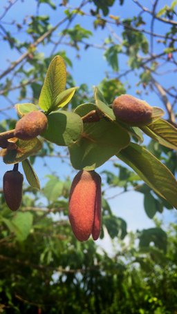 Ilama Annona macroprophyllata, Chiapas, México.