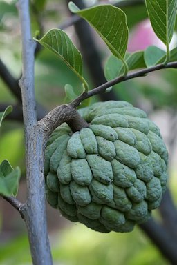 Sugar apple on a tree