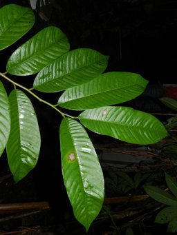 Rollinia mucosa (Jacq.) Baill.