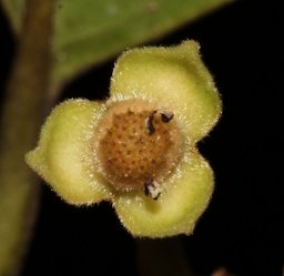 Rollinia deliciosa