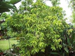 Annona muricata tree habit