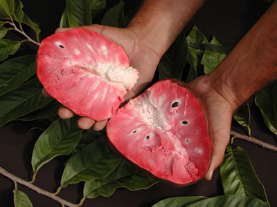 Annona reticulata 'Fernandez'