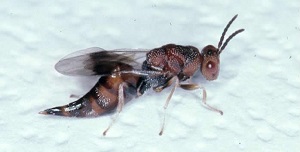 Annona seed borer