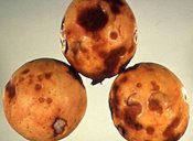 Anthracnose symptoms on fruit