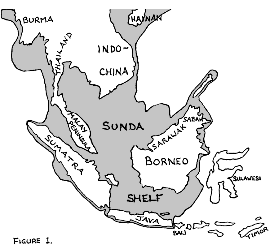 Artocarpus map