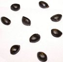 Atemoya seeds