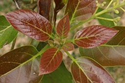 Avocado tree (Persea americana) annual new foliage