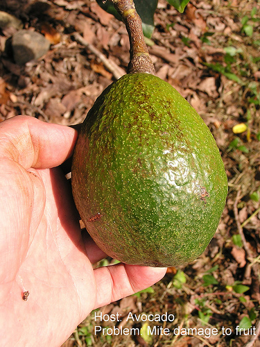 Avocado Mite Damage