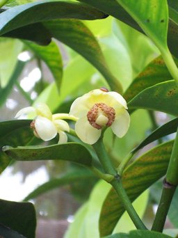 Close-up of female flower