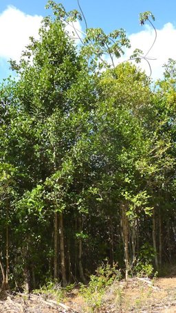 Garcinia gardneriana, Bahia Brazil