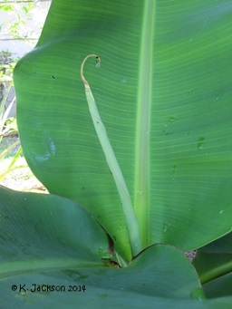 Leaf emerging